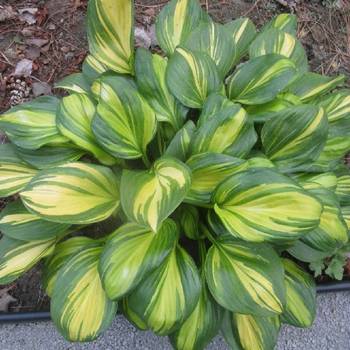 Хоста Hosta ‘Rainbows End’